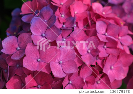 Hydrangea blooming. Blue, purple and pink heads of hydrangea flower petals. Beautiful Garden. Landscaping trend. Shrubbery blooms in the backyard. Scenic of nice landscaped. Green home design. Closeup 136579178