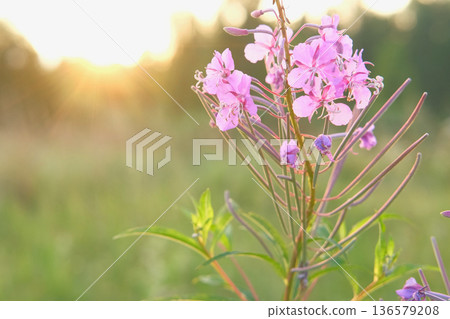 Abstract warm landscape of wildflower grass meadow on warm golden hour sunset or sunrise time. Tranquil summer or early fall nature field background. Soft golden hour sunlight panoramic countryside Abstract warm landscape of wildflower grass meadow on warm golden hour sunset or sunrise time. Tranquil summer or early fall nature field background. Soft golden hour sunlight panoramic countryside 136579208