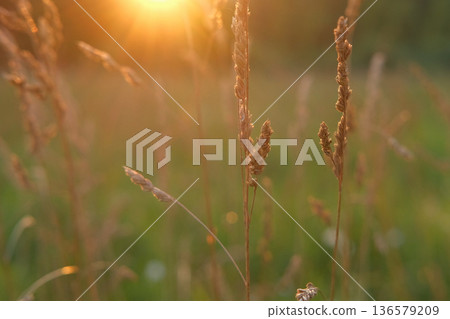 Abstract warm landscape of wildflower grass meadow on warm golden hour sunset or sunrise time. Tranquil summer or early fall nature field background. Soft golden hour sunlight panoramic countryside 136579209