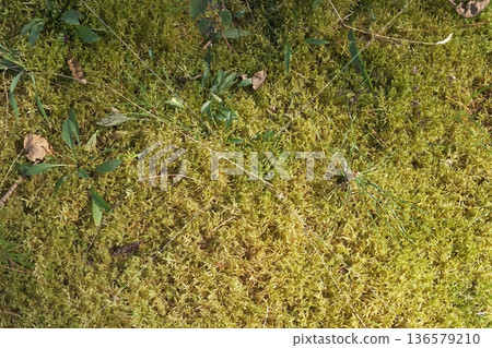 Autumn forest floor with moss texture and mushroom. Autumnal Park. Beautiful fall nature. Mossy Woodland with cones, roots, pine needles. Ecology environment. Climate change. Earth Tones. Green lichen 136579210