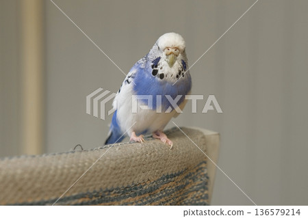 Blue white budgie perched on armrest, quiet indoor portrait of tame parakeet showcasing speckled plumage and delicate beak, soft neutral background, closeup resting pose conveying companion bird vibe Blue white budgie perched on armrest, quiet indoor portrait of tame parakeet showcasing speckled plumage and delicate beak, soft neutral background, closeup resting pose conveying companion bird vibe 136579214