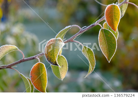 Close up view of icy frozen tree branch with dry foliage hanging isolated. Beauty of winter season concept. Christmas natural background. Ultra Full hd video footage. Ice hoarfrost green leaves plants Close up view of icy frozen tree branch with dry foliage hanging isolated. Beauty of winter season concept. Christmas natural background. Ultra Full hd video footage. Ice hoarfrost green leaves plants 136579224