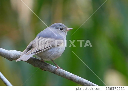 紅脅藍尾鴝 136579231