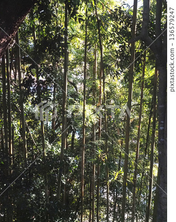 Straight bamboo trunks (bamboo forest bathed in sunlight filtering through the trees) 136579247
