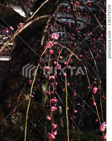 高知城門前的垂枝梅花(梅樹層上的粉紅梅花與花苞) 高知城門前的垂枝梅花(梅樹層上的粉紅梅花與花苞) 136579326