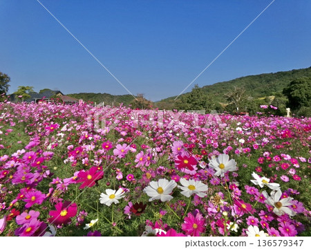 秋日的花田裡開滿了五彩繽紛的花朵。 秋日的花田裡開滿了五彩繽紛的花朵。 136579347