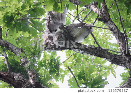 蝦夷貓頭鷹幼鳥新鮮綠色初夏 蝦夷貓頭鷹幼鳥新鮮綠色初夏 136579387