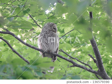 Ezo owl, fresh greenery, adult bird 136579390