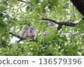 Ezo owl juvenile fresh green 136579396