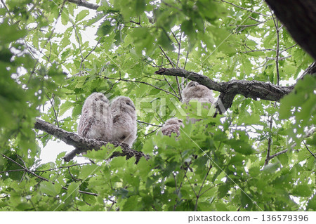 Ezo owl juvenile fresh green Ezo owl juvenile fresh green 136579396
