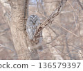 Siberian Owl (Adult) 136579397