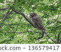 Siberian Owl (Adult) 136579417