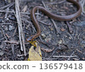 Young snake 136579418