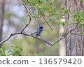 Blue-and-white flycatcher male fresh green 136579420