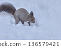 Hokkaido squirrel snow under the snow 136579421