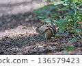 Chipmunk 136579423