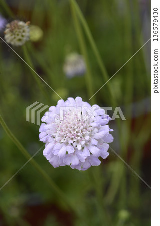Dove scabious Flutter Deep Blue Dove scabious Flutter Deep Blue 136579430