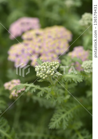Milly Rock Rose Yarrow Milly Rock Rose Yarrow 136579431