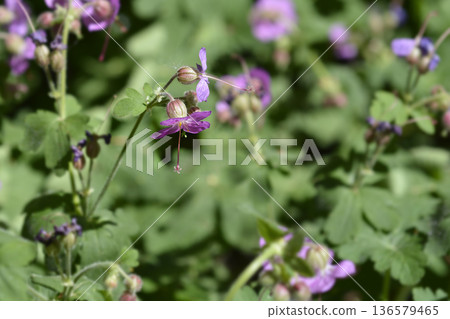 Rock cranesbill 136579465