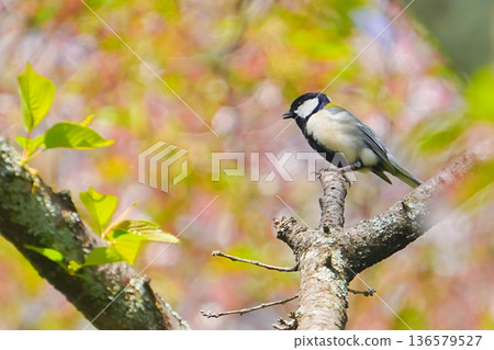 Great tit Great tit 136579527
