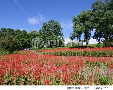 Red flower field under the blue sky Red flower field under the blue sky 136579532