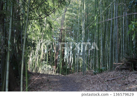 冬日河畔的竹林 冬日河畔的竹林 136579629
