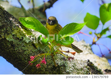 青吉 136579769