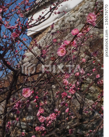 白牆、鮮花、含苞待放的梅枝(高知城的重瓣紅梅) 白牆、鮮花、含苞待放的梅枝(高知城的重瓣紅梅) 136579770