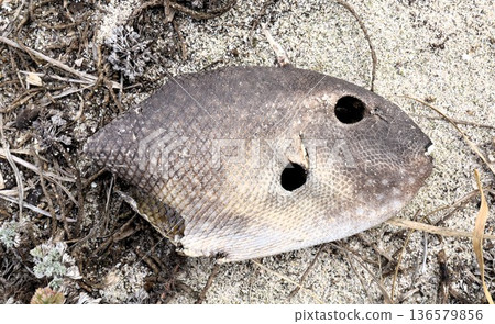Fish Mummies 136579856