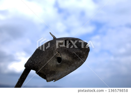 Fish Mummies 136579858