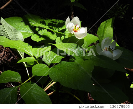 Mountain peony bathed in forest light 136579905