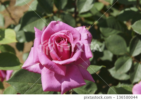 rose	 136580044