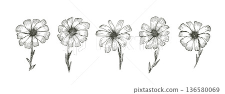 Daisy sketch of black outline ink pen chamomile flowers set. Floral hand drawn engraved gerbera isolated on white background for vintage botanical pattern design, greeting card decoration Daisy sketch of black outline ink pen chamomile flowers set. Floral hand drawn engraved gerbera isolated on white background for vintage botanical pattern design, greeting card decoration 136580069