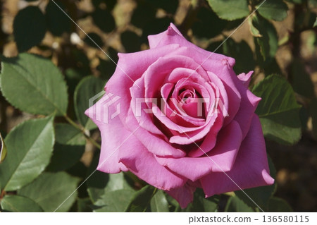rose	 136580115