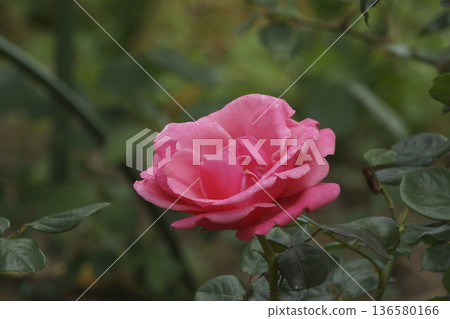 rose	 136580166