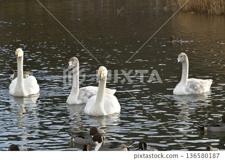 A flock of swans and ducks fly into the Shiroishi River in winter. Photographed on December 16, 2025. Natural scenery in Miyagi Prefecture. 136580187