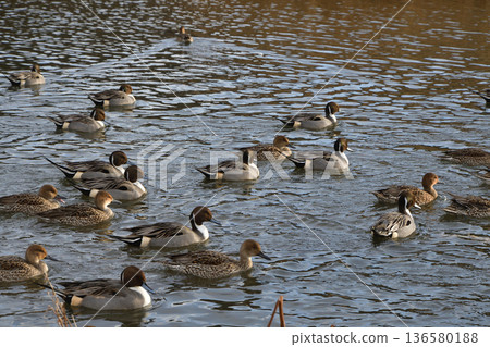 A flock of swans and ducks fly into the Shiroishi River in winter. Photographed on December 16, 2025. Natural scenery in Miyagi Prefecture. 136580188