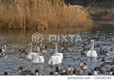 A flock of swans and ducks fly into the Shiroishi River in winter. Photographed on December 16, 2025. Natural scenery in Miyagi Prefecture. 136580194