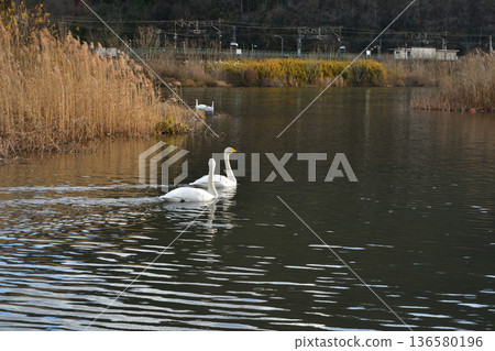 一群天鵝和野鴨在冬季飛入白石川。拍攝於2025年12月16日。宮城縣自然風光。 136580196