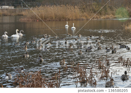 A flock of swans and ducks fly into the Shiroishi River in winter. Photographed on December 16, 2025. Natural scenery in Miyagi Prefecture. A flock of swans and ducks fly into the Shiroishi River in winter. Photographed on December 16, 2025. Natural scenery in Miyagi Prefecture. 136580205