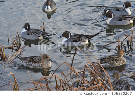 A flock of swans and ducks fly into the Shiroishi River in winter. Photographed on December 16, 2025. Natural scenery in Miyagi Prefecture. A flock of swans and ducks fly into the Shiroishi River in winter. Photographed on December 16, 2025. Natural scenery in Miyagi Prefecture. 136580207