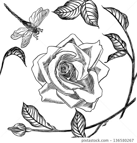 Seamless pattern of vector hatching illustrations of a rose, stem, leaves and dragonfly. For posters, postcards, fabric, textile, prints, design  136580267