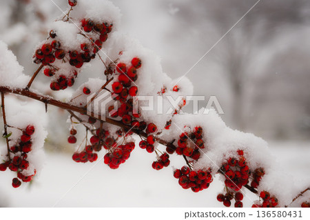 覆雪的紅莓：鮮豔的植物和雪景在冬日的嚴寒中格外醒目。 136580431