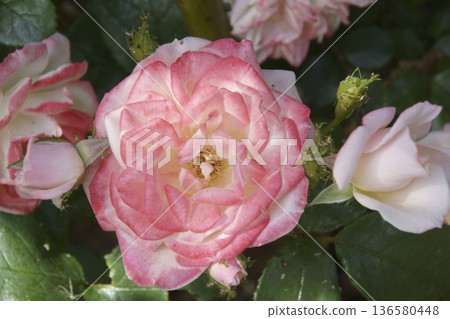 rose rose 136580448