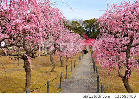 哭泣的梅花盛開 哭泣的梅花盛開 136580499