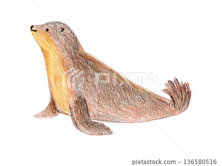 Color pencils drawing brown and orange cute arctic water seal animal. Textured crayons hand drawn cheerful sea lion for birthday greeting card design, banner, sticker, holiday poster, t-shirt print 136580516