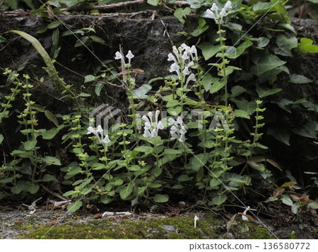 White-flowered tatsunami White-flowered tatsunami 136580772