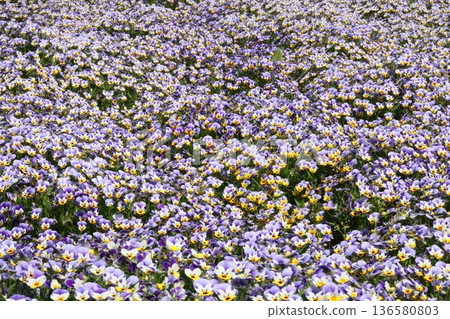 Blue pansy flowers blooming in spring Blue pansy flowers blooming in spring 136580803