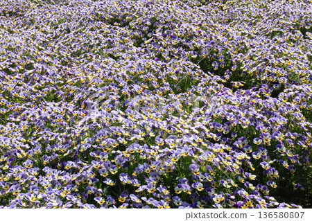 Blue pansy flowers blooming in spring Blue pansy flowers blooming in spring 136580807