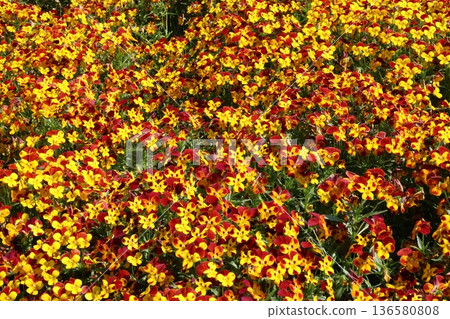 Yellow flower Yellow flower 136580808